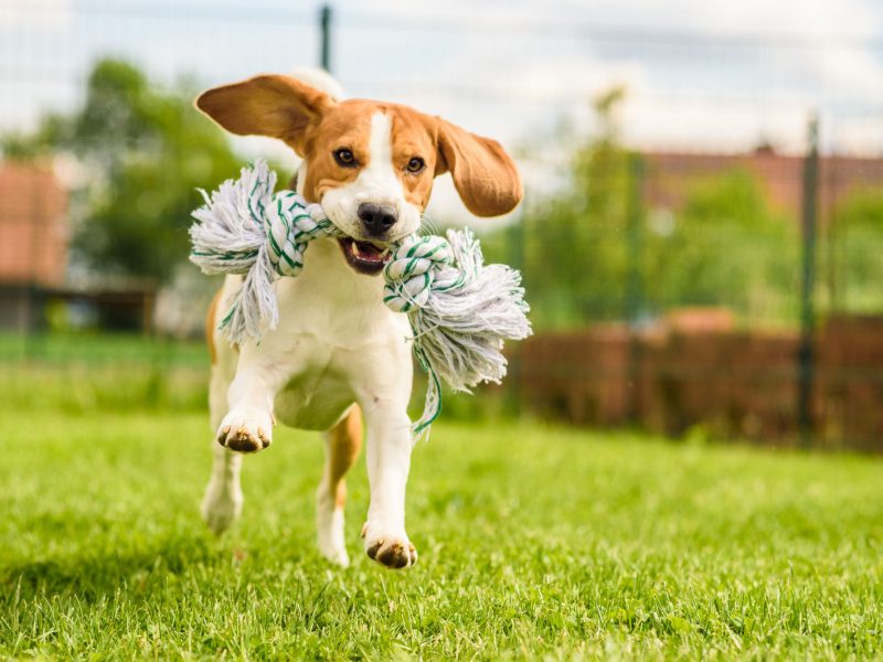 Beagle dog jumping and running with a toy in a outdoor towards the camera